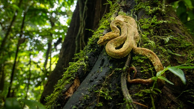 Free Snake Reptile photo and picture