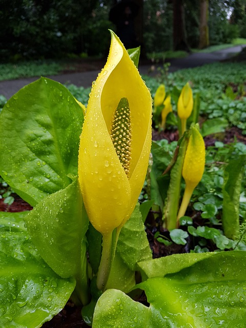 Free Skunk Cabbage Arum photo and picture