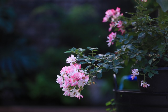 Free Bouquet Rose photo and picture