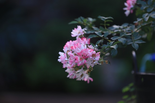 Free Rose Flower photo and picture