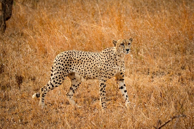 Cheetah, africa, savanna and big cat — photo by josibo