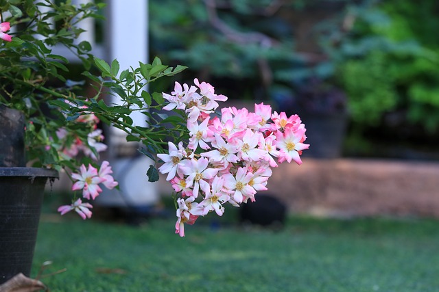 Free Rose Garden photo and picture