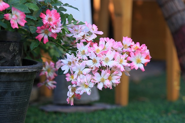 Free Ballerina Rose Garden Plant photo and picture