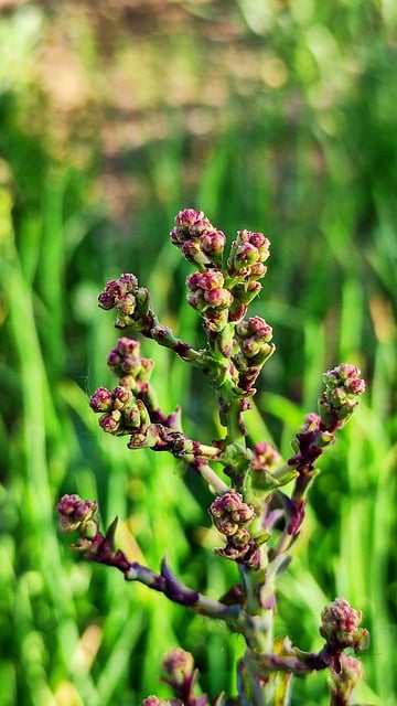 Free Herb Flower photo and picture