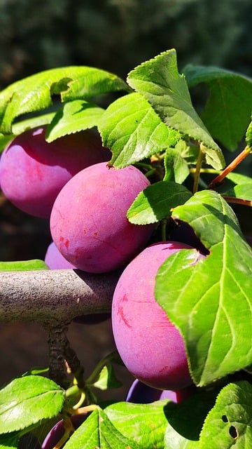 Free Plum Purple photo and picture