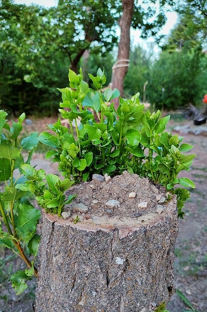 Free Tree Body photo and picture