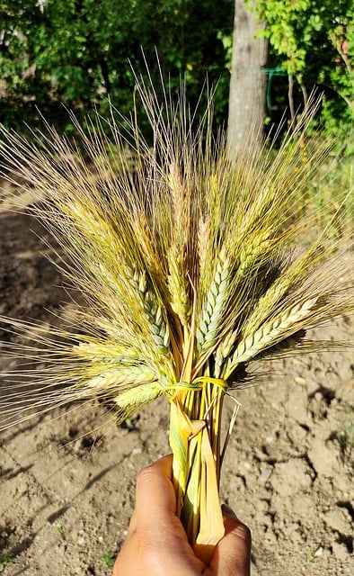 Free Virgo Seeds photo and picture