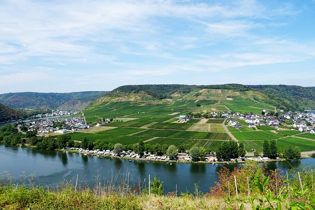 Free Vineyard Nature photo and picture