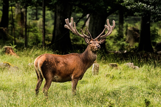 Free Deer Red Deer photo and picture