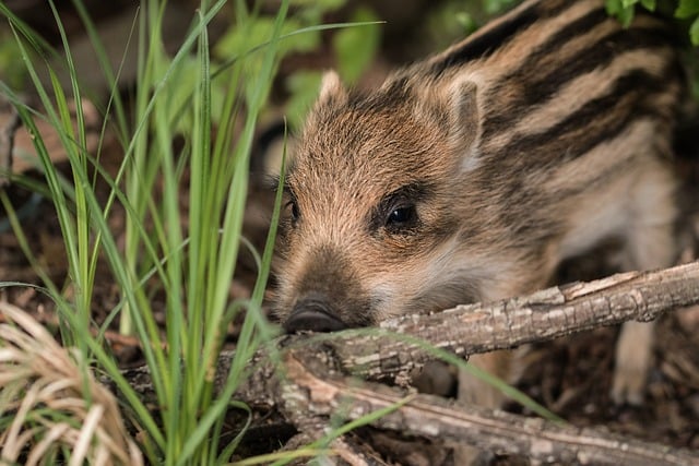 Free Wild Boar Piglet Young Animal photo and picture