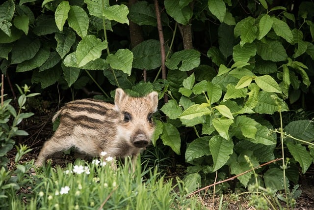 Free Wild Boar Piglet Nature photo and picture
