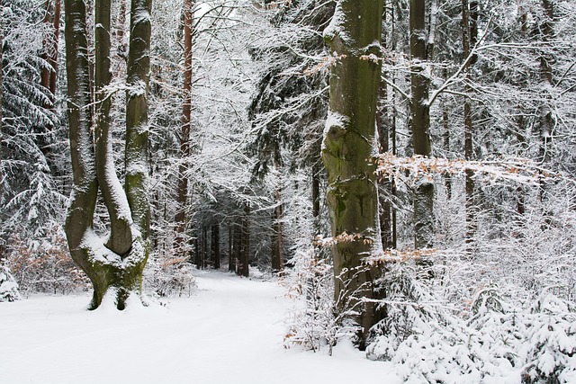 Free Winter Snow photo and picture