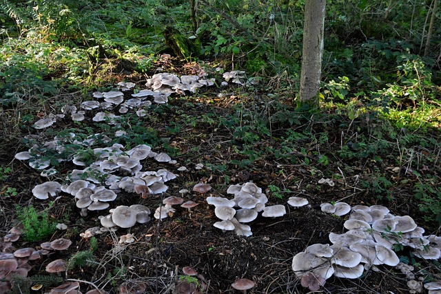 Free Fairy Ring Mushrooms photo and picture