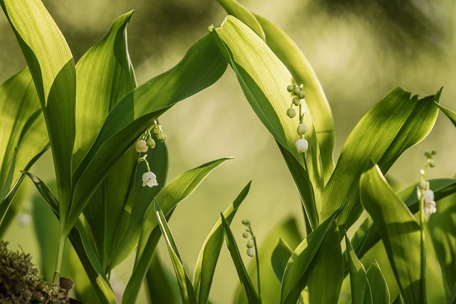 Free Flowers Lily Of The Valley photo and picture
