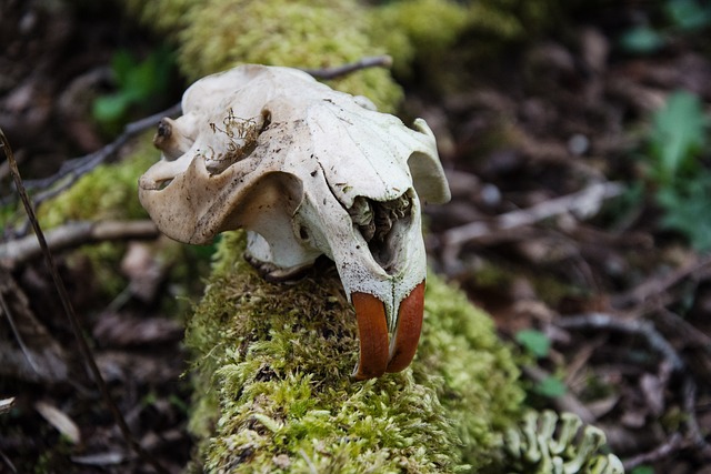 Free Skull Bones photo and picture