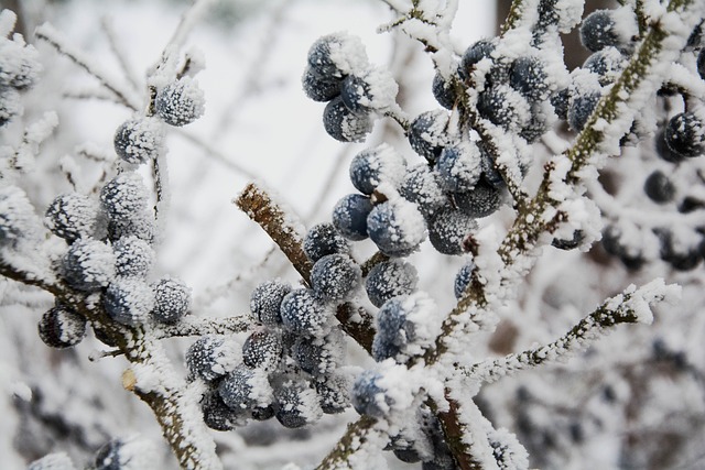Free Sloe Berries Frost photo and picture
