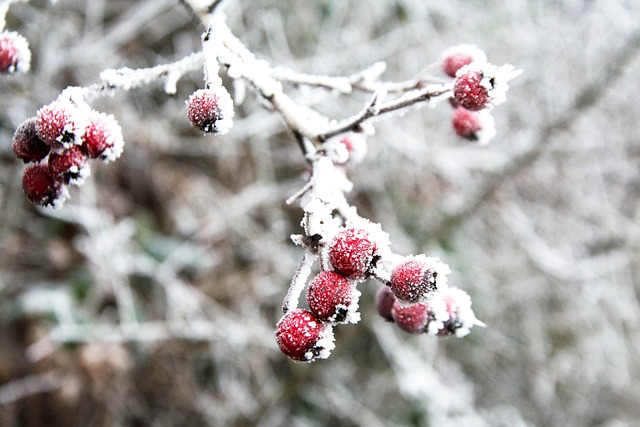Free Hawthorn Winter photo and picture