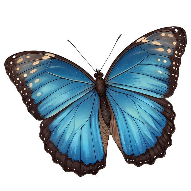 Free butterfly nature insect illustration