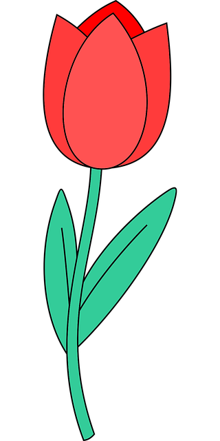 Free Tulip Flower vector and picture
