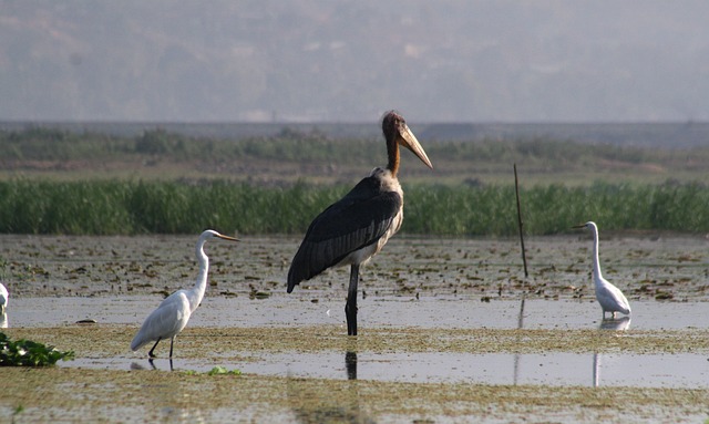 Free Nature Reserve Bird photo and picture