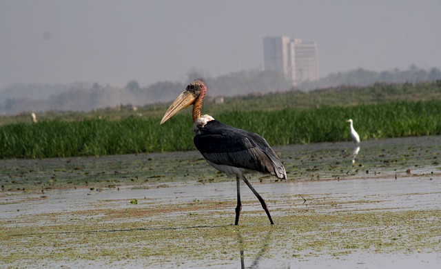 Free Bird Avian photo and picture