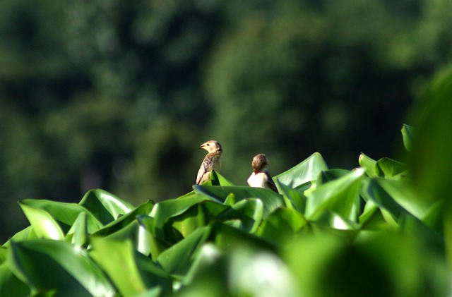 Free Birds Greenery photo and picture