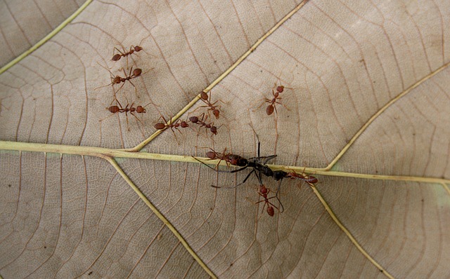 Free Ant Leaf photo and picture