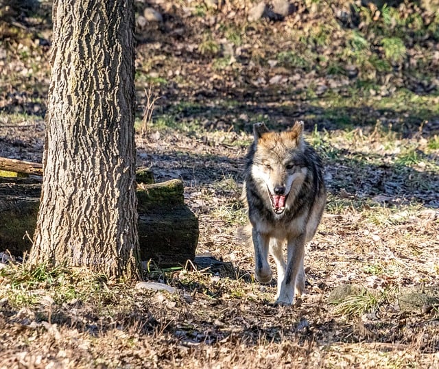 Free Wolf Nature photo and picture