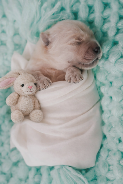 Free Golden Retriever Puppy photo and picture
