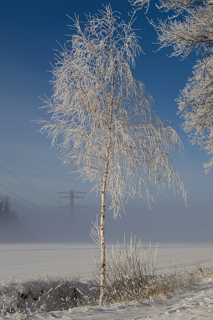Vinter, Frost, Træ, Natur, Skov, Tåge