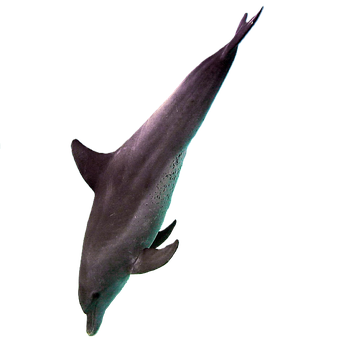 Free Dolphin Sea illustration and picture