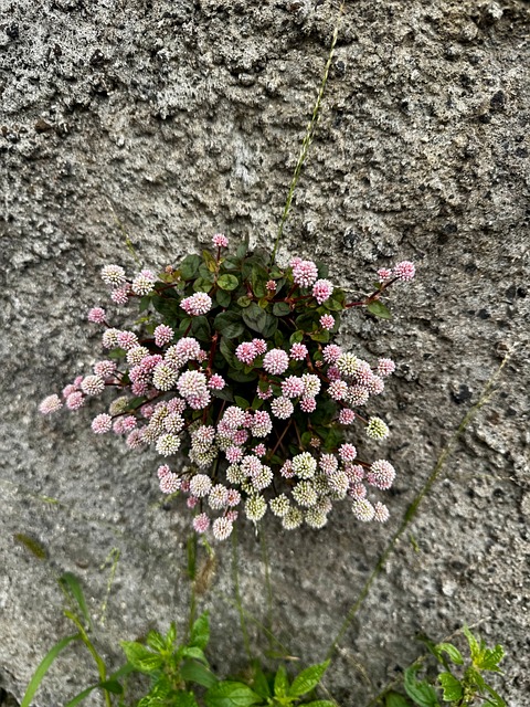 Free Nature Plant photo and picture