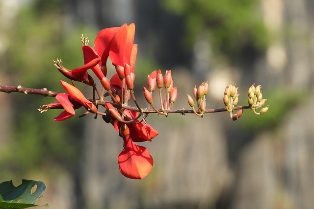 Free Flower Orange photo and picture