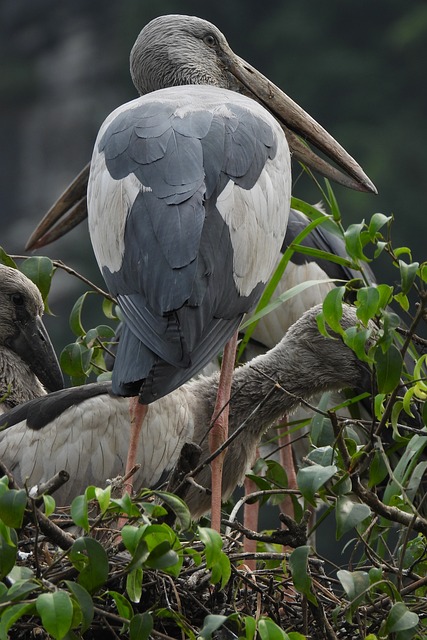 Free Stork Stork Nest photo and picture