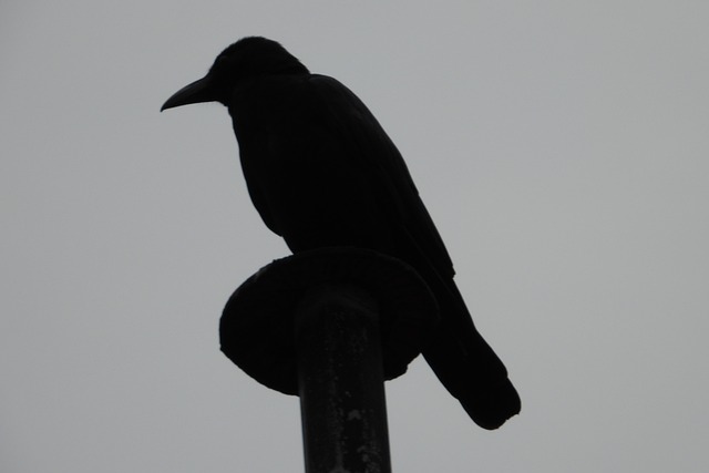 Free Bird Silhouette photo and picture