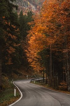 Free Autumn Bend Forest Curve photo and picture