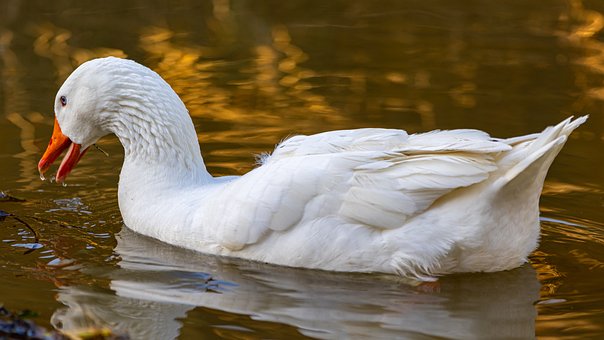Free Goose Water photo and picture
