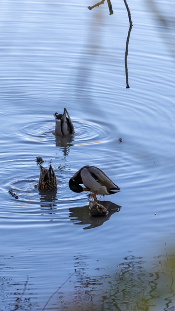 Free Mallard Canoeing photo and picture