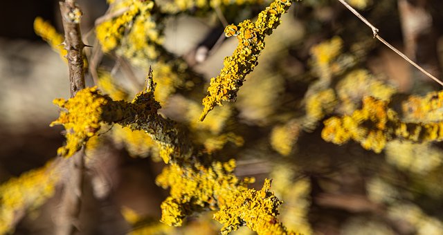 Free Lichen Branch photo and picture