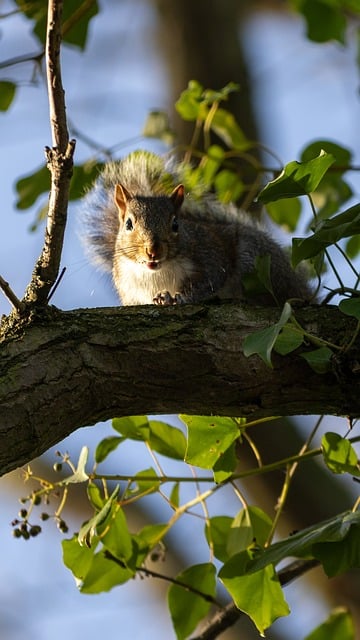Free Squirrel Branch photo and picture