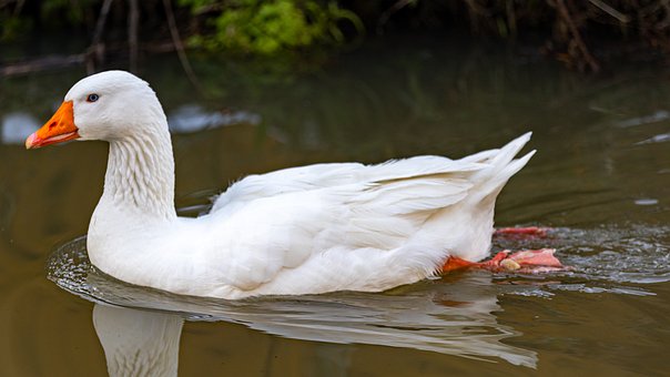 Free Goose Waterbird photo and picture