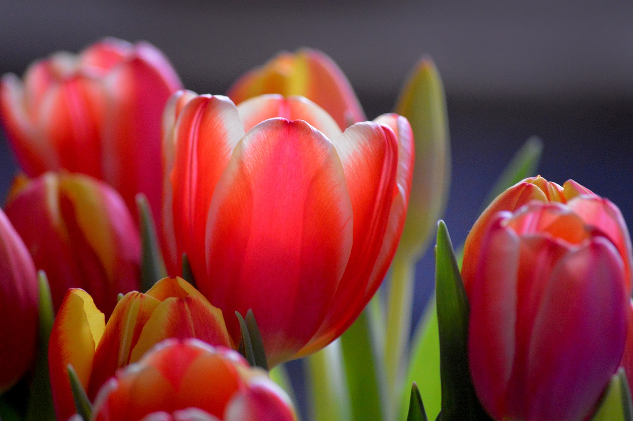 Tulips - free online jigsaw puzzle photo