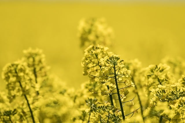 Free Rapeseed Field Nature photo and picture