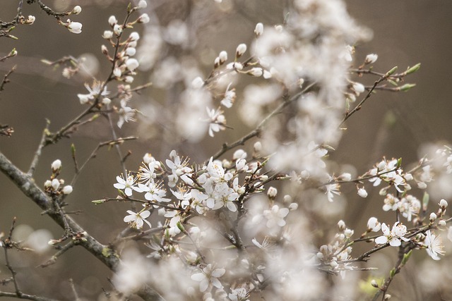 Free Sloe Blossoms Spring photo and picture