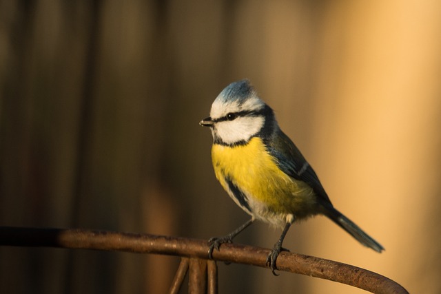 Free Blue Tit Songbird photo and picture