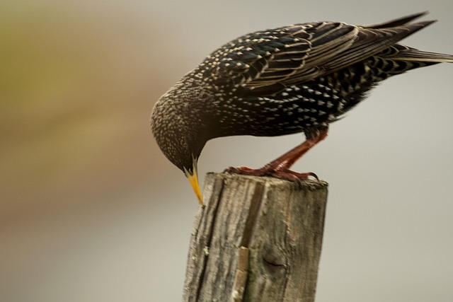 Free Bird Starling photo and picture