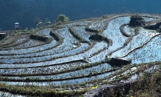 Vietnam, Ryžové Polia, Zima, Kultúra