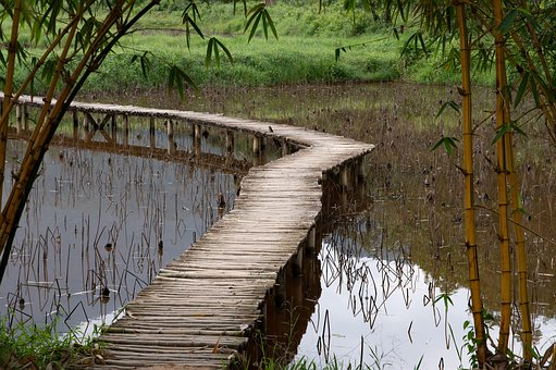 Vietnam, Mose, Tropisk, Bambus, Jungle