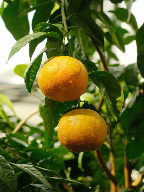 Fruta, Agrios, Naranjas, Planta