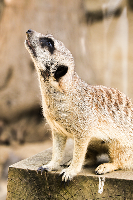 meerkat, wildlife, zoo, african wildlife, wildlife photography, animal kingdom, desert animal, mammal